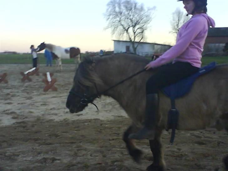 Anden særlig race Mulle ¤halvsøsters¤ - jrg traver på mulle :l) billede 7