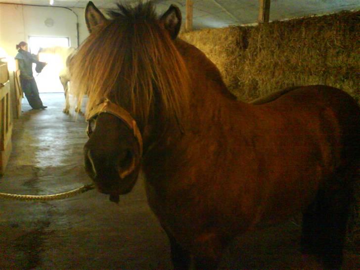 Anden særlig race Mulle ¤halvsøsters¤ - staldens charmetrold  billede 8