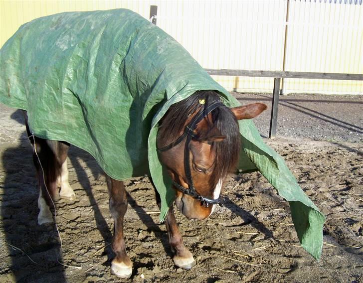 Dansk Varmblod Winzerkind  - Klikkertræning billede 14