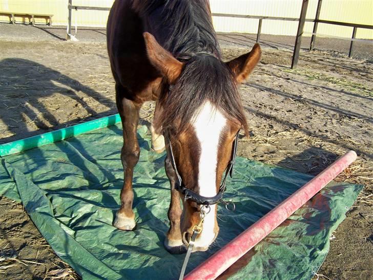 Dansk Varmblod Winzerkind  - Mere klikkertræning billede 15