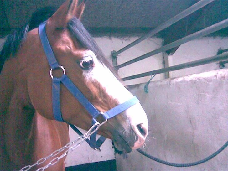 Anden særlig race (¯`v´¯)MONIQUE solgt :'( billede 2