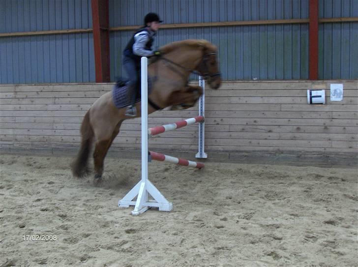 Anden særlig race Vestervangens Asterix - Mig & Aste på 100cm. første gang vi springer (:   Undskyld kvalitet billede 16