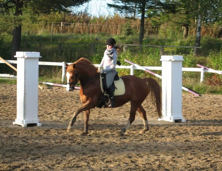 Anden særlig race Dixie {Givet væk} RIP - Dixie på banen på Nygård (:  billede 7