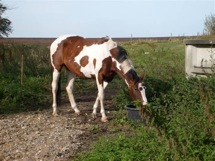 Anden særlig race Miss MoonLight - Mhhhm vand :) billede 16