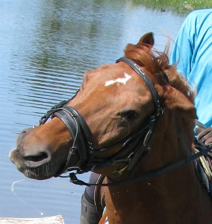 Dansk Varmblod Gejlgaards Rabtus - Ryster lige hjernen på plads igen.. hehe.. i skoven d. 06-06-08 billede 15