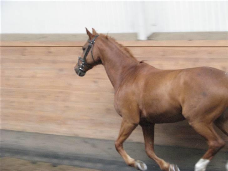 Dansk Varmblod Gejlgaards Rabtus - Wee.. hvor er det bare sjov.. billede 19