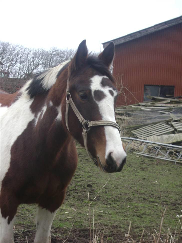 Anden særlig race Miss MoonLight - min dejlige bamse med vinterpels<33 | MUL FOTO | billede 17