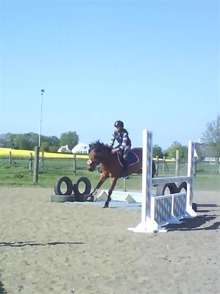 DSP Snit A-pony - Lidt springtræning derhjemme... billede 14