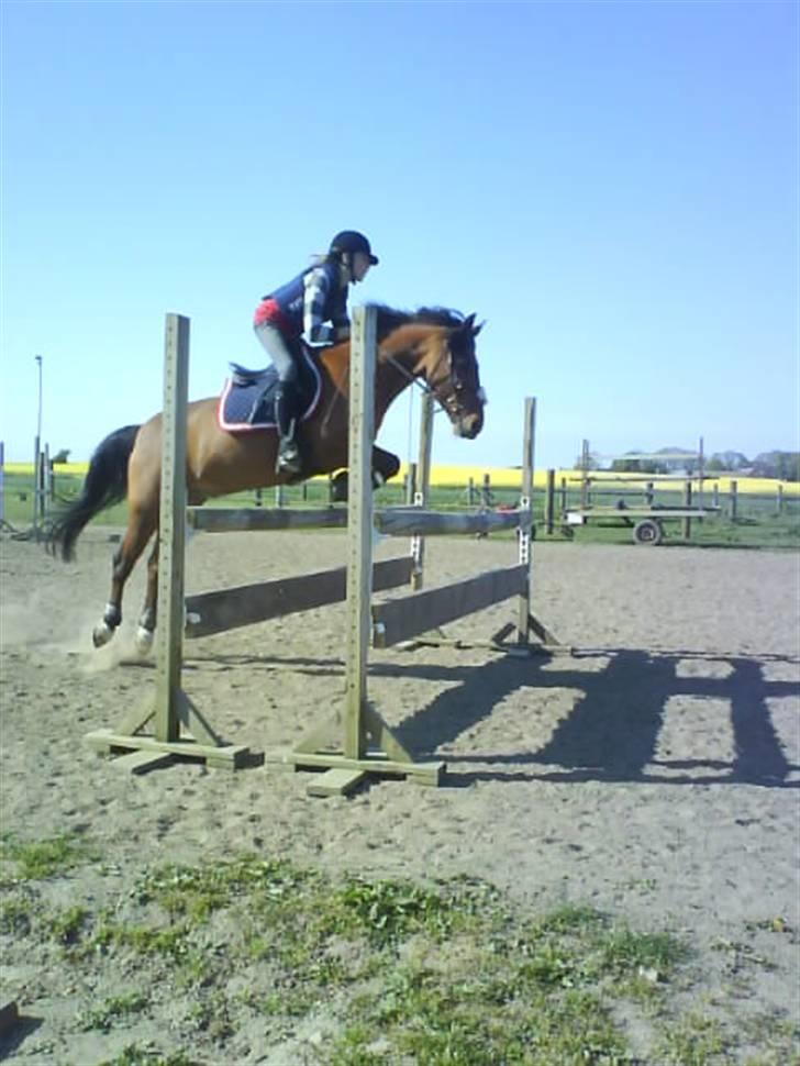 DSP Snit A-pony - Også hjemme fra ridebanen... billede 15