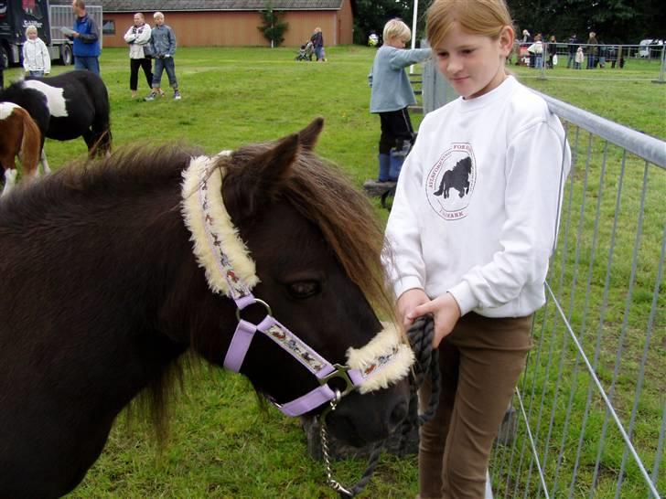 Shetlænder Søndergårds Fie II - Gammelt billede, man xD billede 1