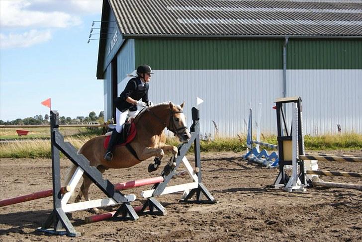 Haflinger Herkules*solgt&savnet* "2x KLUBMESTER 2010!" - Vild pony, når du ellers vil :´D billede 9