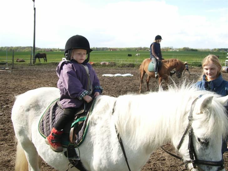 Welsh Mountain (sec A) Skrubbenborg Jamais billede 11