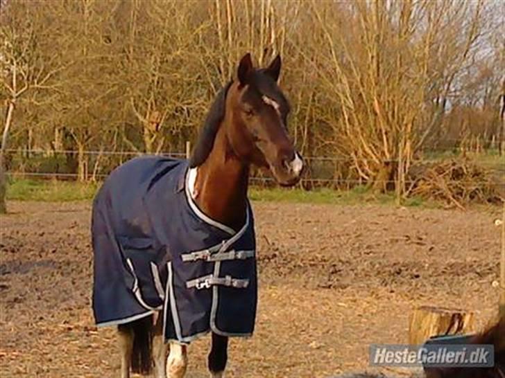 Pinto Quick Step R.i.P - 1# marken foto: henriette billede 1