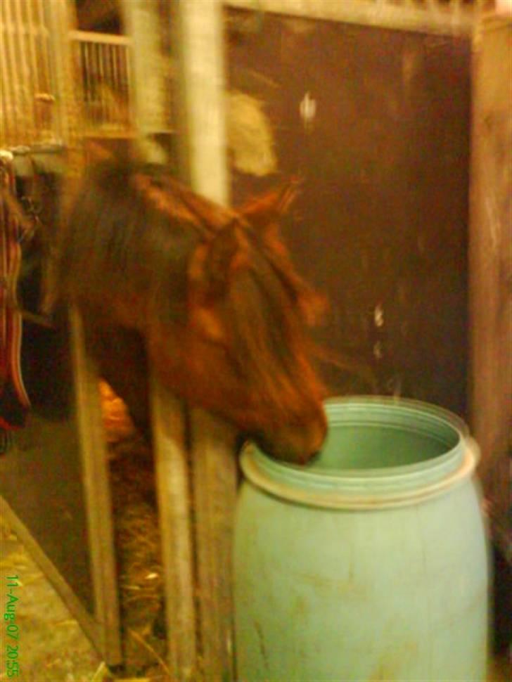 DSP Snit A-pony - hvis min hals var bare liiiidt længere... billede 16