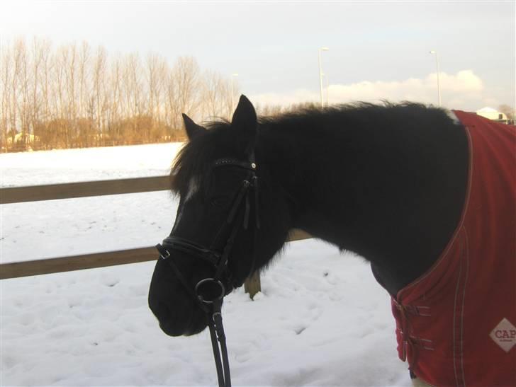 Pinto Nikita <3 - På vej til at ride, 20 Dec 09 billede 1