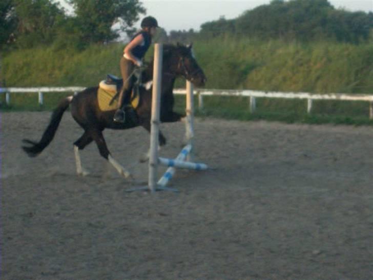 Pinto Nikita <3 - Vi springer, Nikitas 9 fødselsdag 15 Maj 2008 billede 5