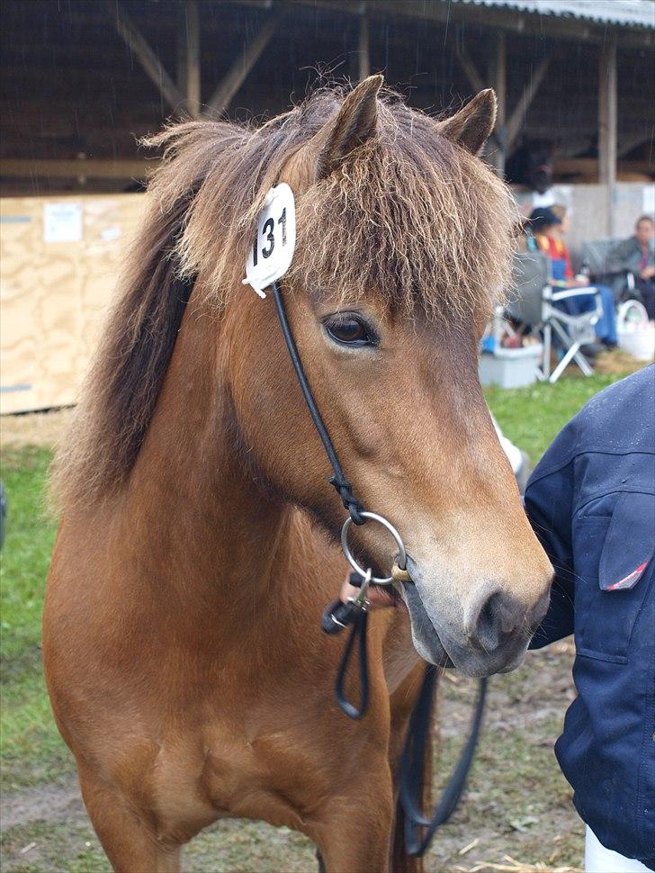 Islænder Greipa fra klattrup - på det fynske dyrskue... 2010 billede 9