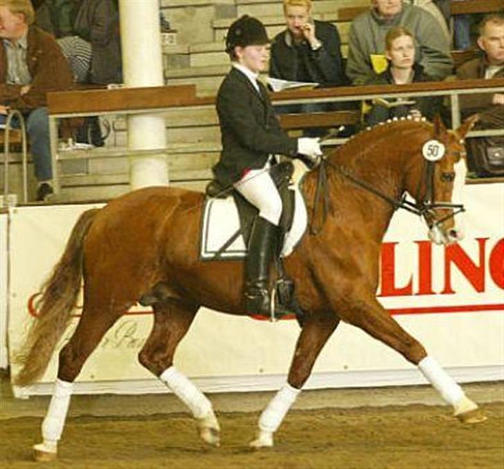 Tysk Sportspony Tabasco  (SOLGT) - Tabascos farfar som er en god dressur pony i Tyskland. 1.46 høj billede 9