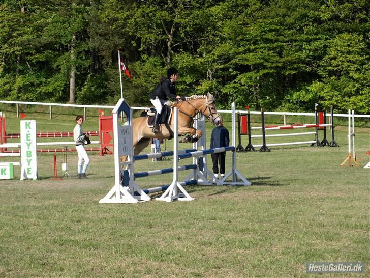 Haflinger CIRKELINE <3<3 - MORSØ MB 2009(: . foto: louise billede 16