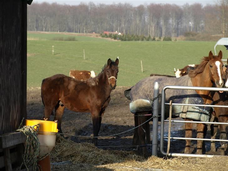 Holstener Didrik - kommer du ikke snart ud og leger ? billede 10