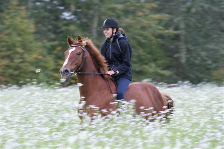 Fuldblod (XX) Pamela´s Boy<3 :´) himmel hest  billede 18