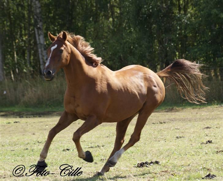 Fuldblod (XX) Pamela´s Boy<3 :´) himmel hest  billede 19