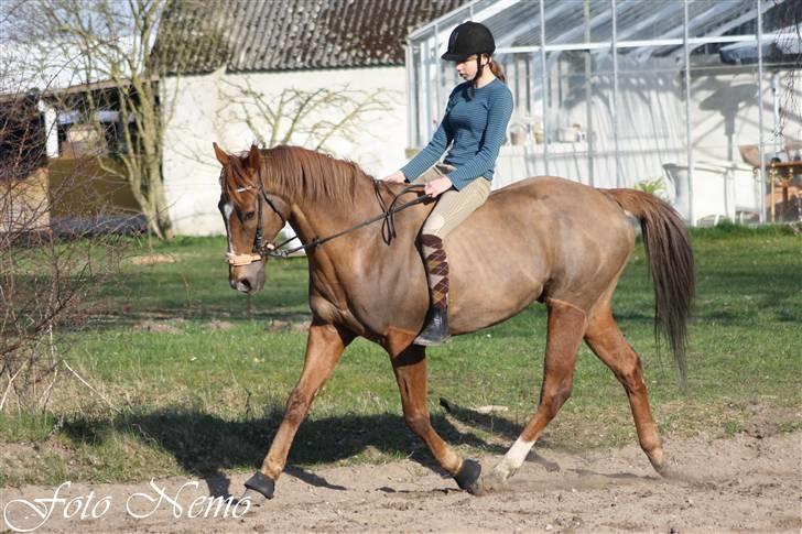 Fuldblod (XX) Pamela´s Boy<3 :´) himmel hest  billede 20