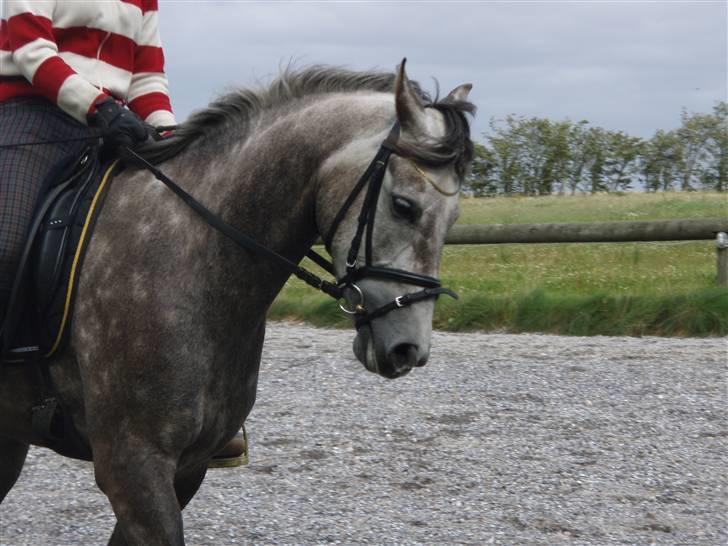 DSP Målunds Magpie billede 1