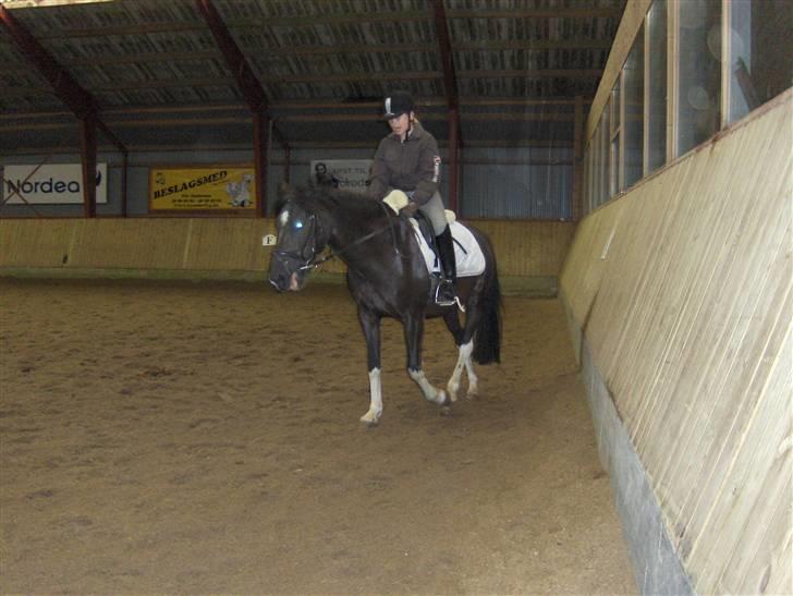 Pinto Nikita <3 - Nikita og Jeg træner, 4 Aug 2008 billede 15