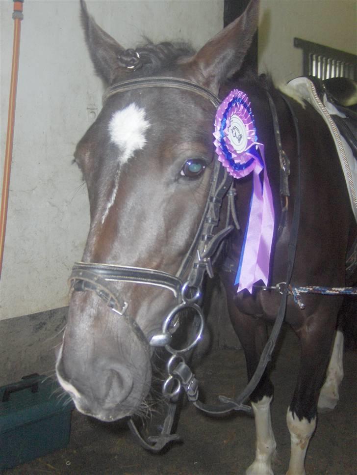 Pinto Nikita <3 - Nikita efter stævne Epo, 22 Jun 2007 billede 18