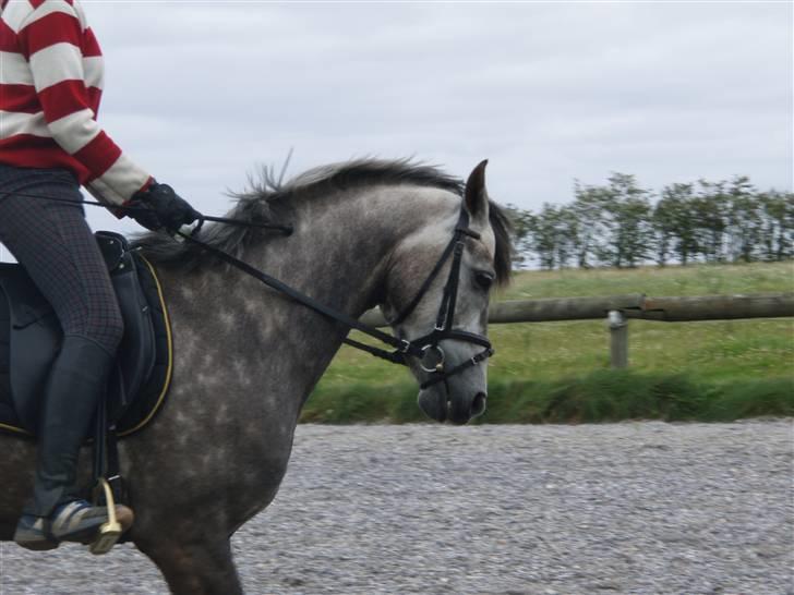 DSP Målunds Magpie billede 4