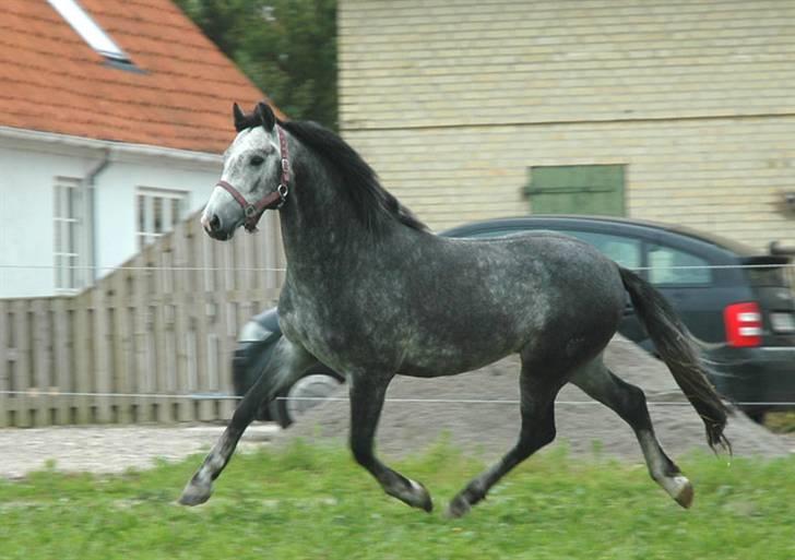 New Forest Firfod Jackpot billede 1