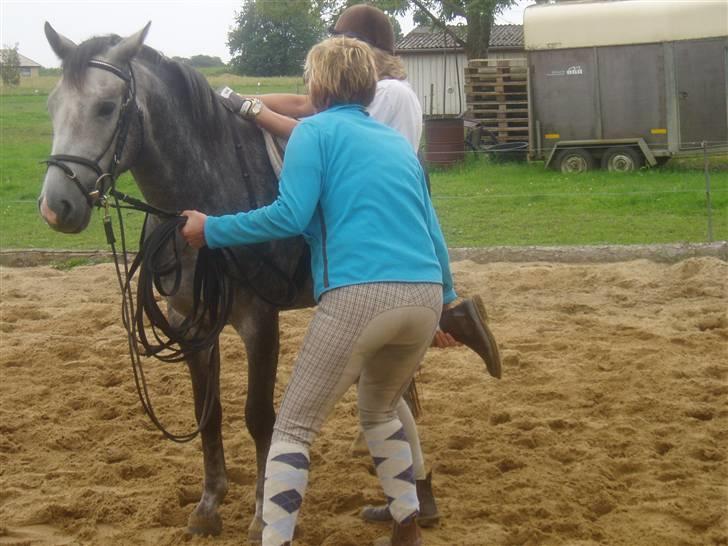 New Forest Firfod Jackpot billede 4