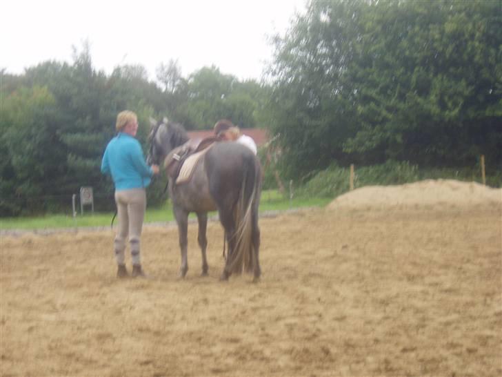 New Forest Firfod Jackpot billede 5