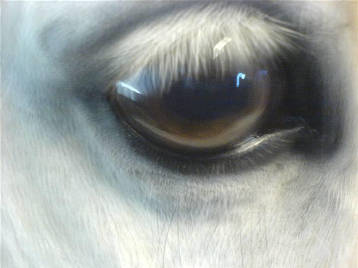 Welsh Pony (sec B) Søborggårds Silver *x-part* <3 - Silvers øje :D Undskyld kvaliteten! :/ billede 14