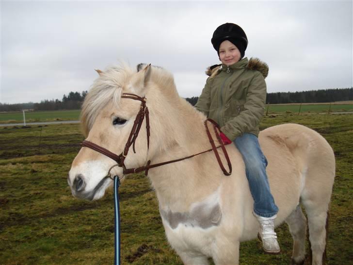 Fjordhest mimose - mimose`s elske ven er kommet op og for at ride ledt billede 7