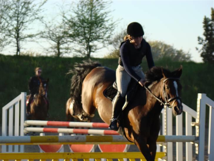 Anden særlig race Nørlunds Pokémon solgt - Træning hos dresler - landing billede 18