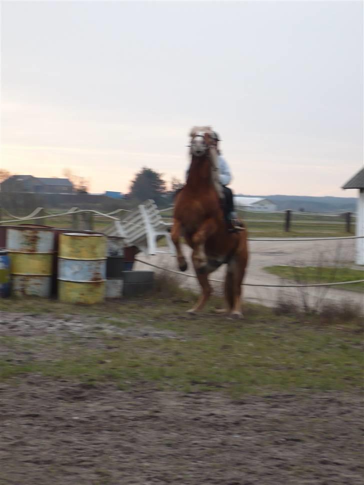 Tyroler Haflinger partner billede 19