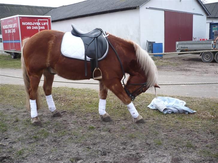 Tyroler Haflinger partner billede 20