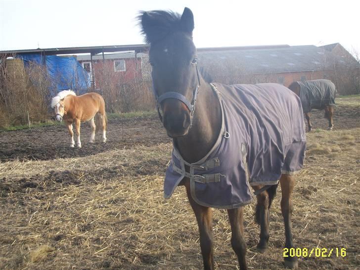 Anden særlig race Westergaard`s Mike-B-Pony - "Hej Mike =)" billede 2