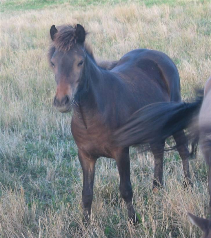 Islænder Tritla fra Lindebjerg - sådan ser Tritla ud i dag..  billede 1