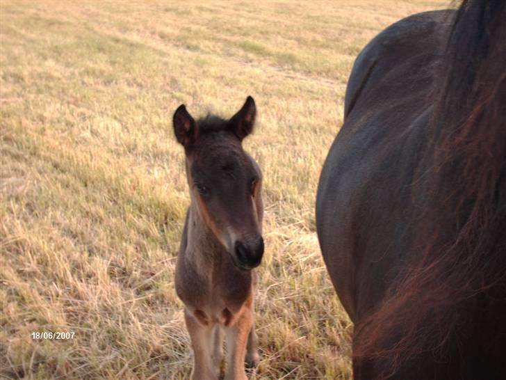 Islænder Tritla fra Lindebjerg - Tritla tæmker: hvad mon det er ? billede 2