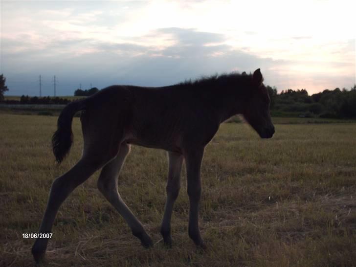 Islænder Tritla fra Lindebjerg - sikke nogle lange ben.. hehe billede 3