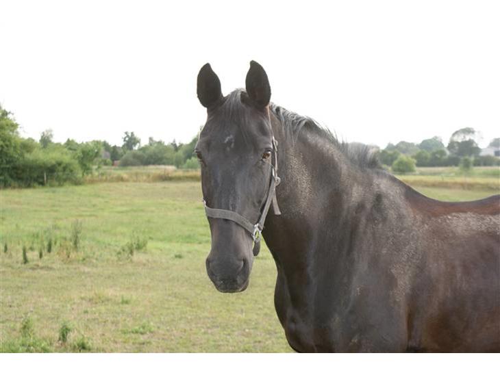 {{currentPhoto.altText}} billede {{currentPhoto.number}}