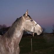 Dansk Varmblod Calibra Blitz (Calli)