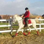 Arabisk fuldblod (OX) Sensor-dyne