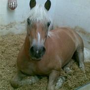 Haflinger Hallas