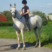 Arabisk fuldblod (OX) Sensor-dyne