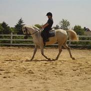 Arabisk fuldblod (OX) Sensor-dyne