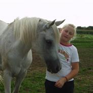 Arabisk fuldblod (OX) Sensor-dyne